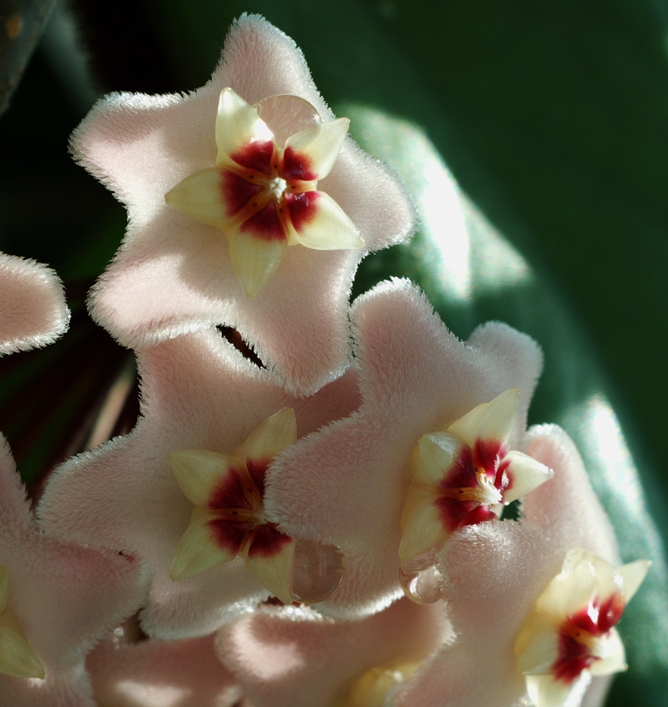Hoya carnosa, Wax plant — climbing evergreen (Apocynaceae) (image 8 of 9)