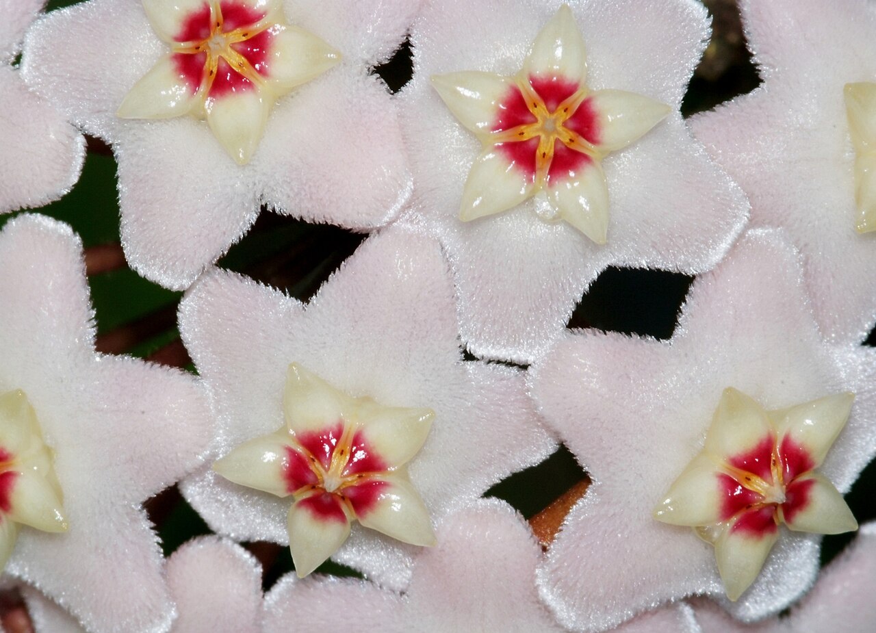 Hoya carnosa, Wax plant — climbing evergreen (Apocynaceae) (image 9 of 9)