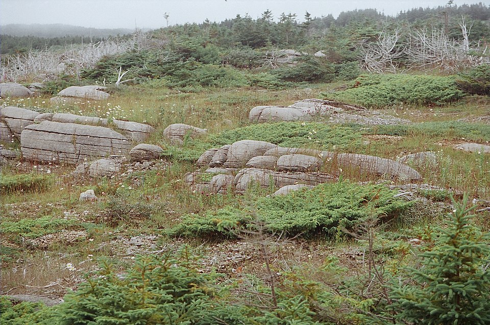 Juniperus horizontalis (creeping juniper) (alternate view 3)