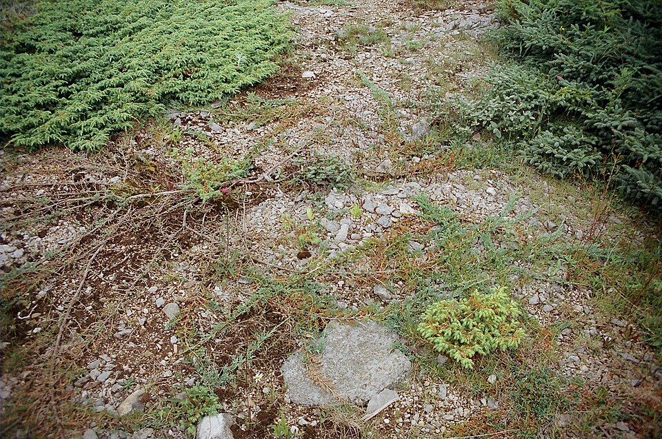 Juniperus horizontalis (creeping juniper) (alternate view 4)
