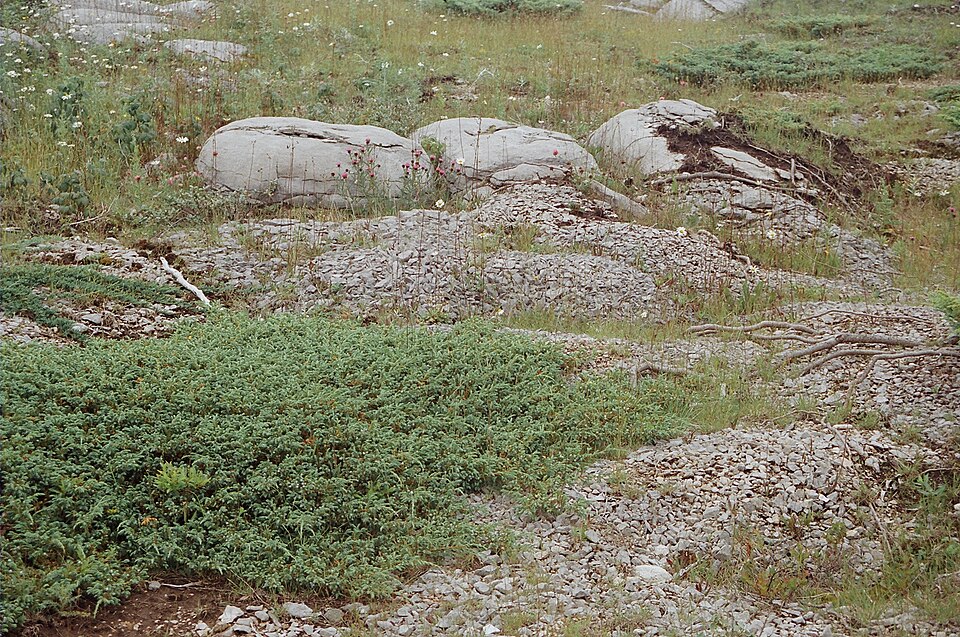 Juniperus horizontalis (creeping juniper) (alternate view 5)