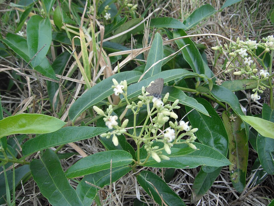 Parsonsia straminea (Common Silkpod) (alternate view 3)
