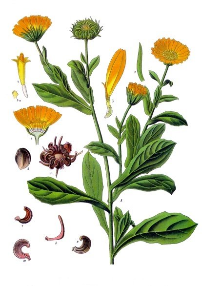 Calendula officinalis (Pot Marigold)