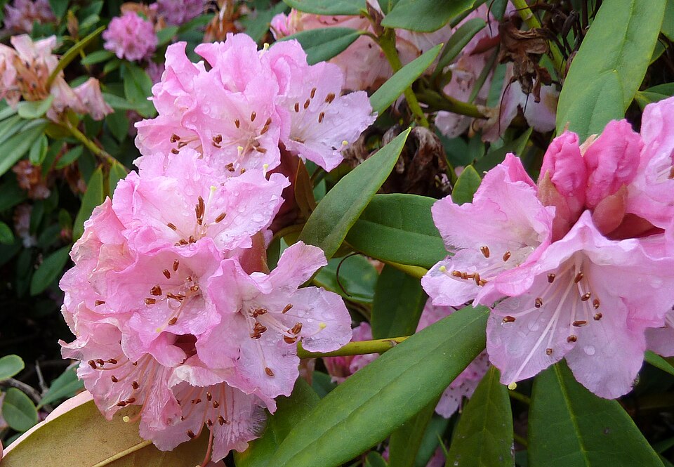 Rhododendron 'Rosa Mundi' (Rosa Mundi Rhododendron)
