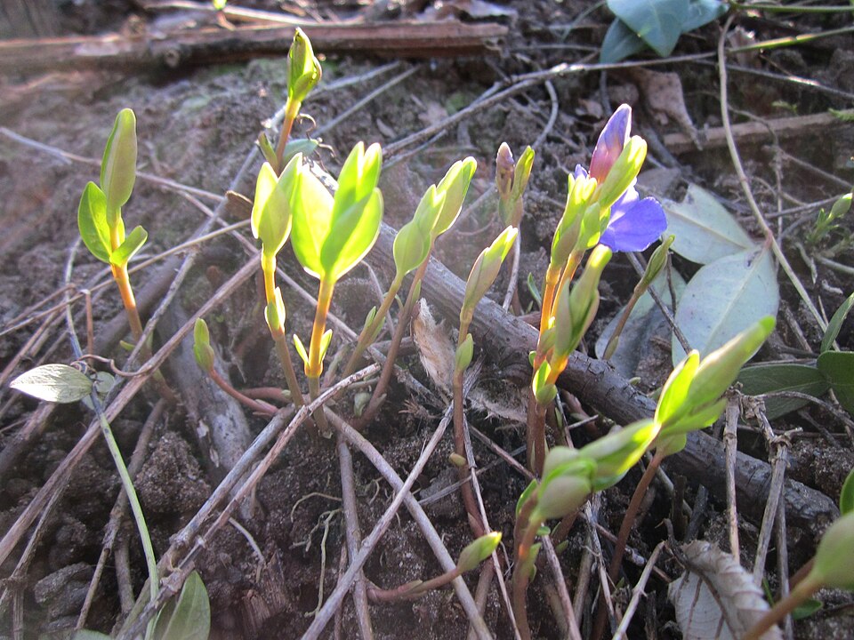 Vinca minor (common periwinkle) (alternate view 10)