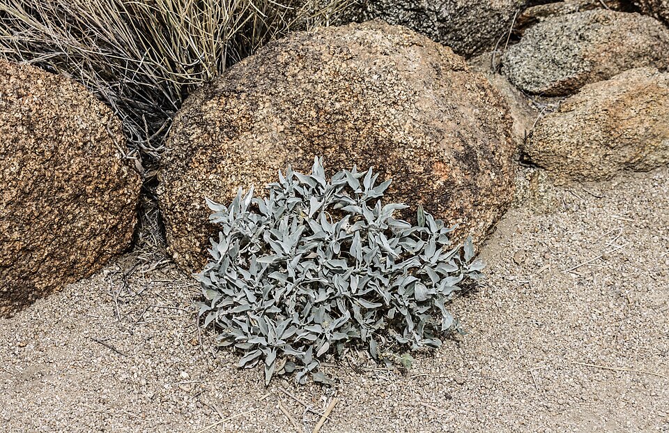 Encelia farinosa (Brittlebush)