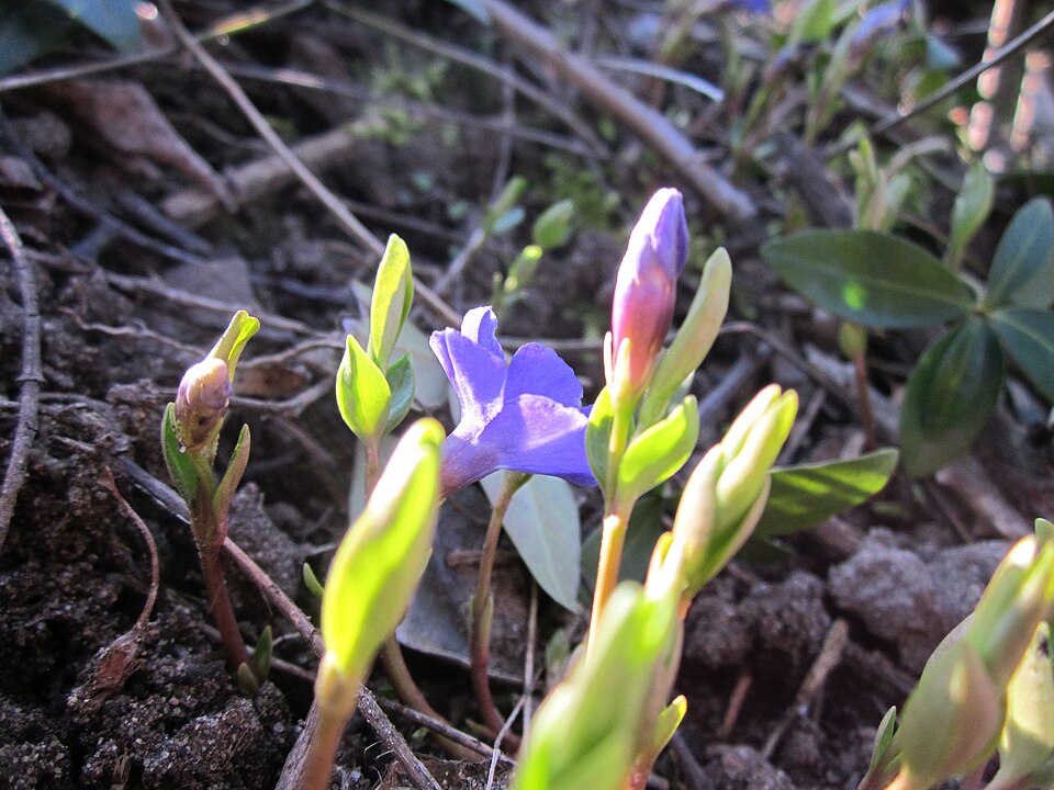 Vinca minor (common periwinkle) (alternate view 11)