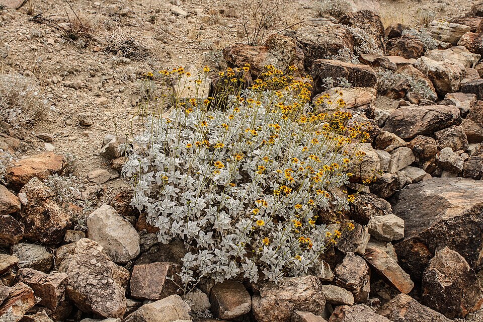 Encelia farinosa (Brittlebush)
