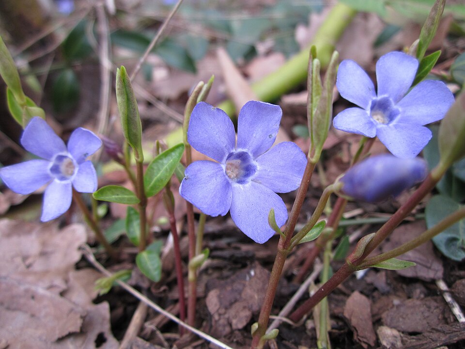 Vinca minor (common periwinkle) (alternate view 12)