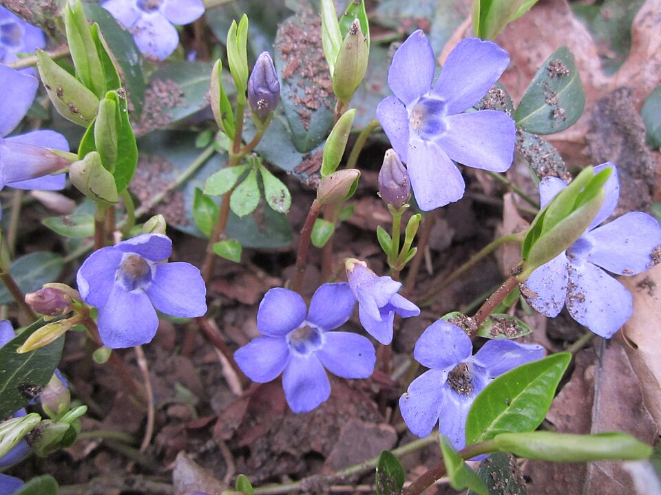 Vinca minor (common periwinkle) (alternate view 13)