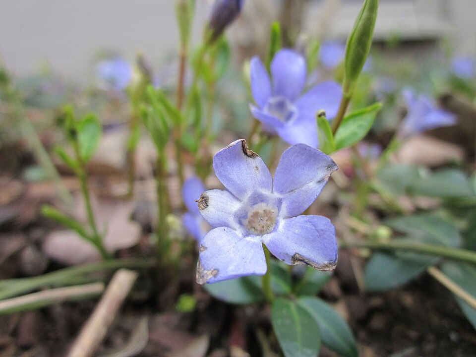 Vinca minor (common periwinkle) (alternate view 14)