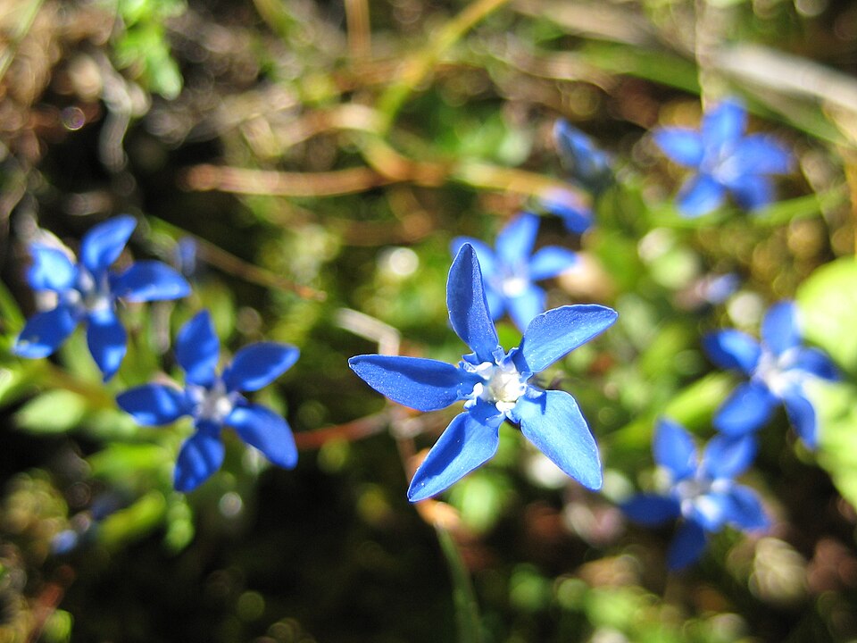 Gentiana (Gentians) (alternate view 4)