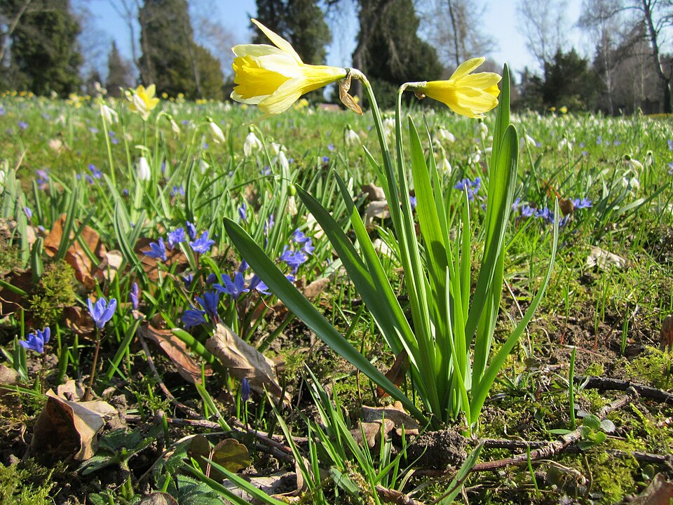 Narcissus pseudonarcissus (wild daffodil)