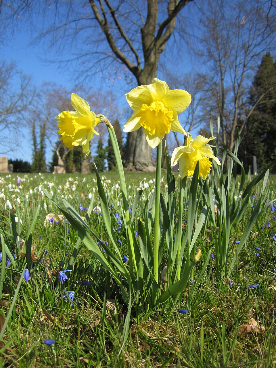 Narcissus pseudonarcissus (wild daffodil)