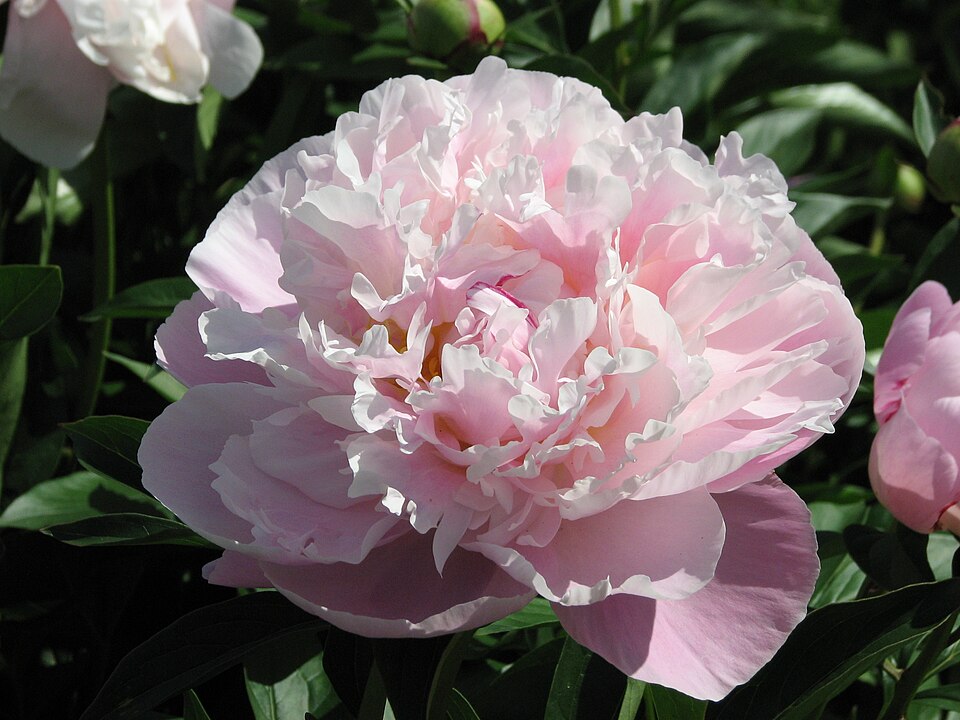 Paeonia 'Lady Alexandra Duff' (Lady Alexandra Duff Peony) (alternate view 4)