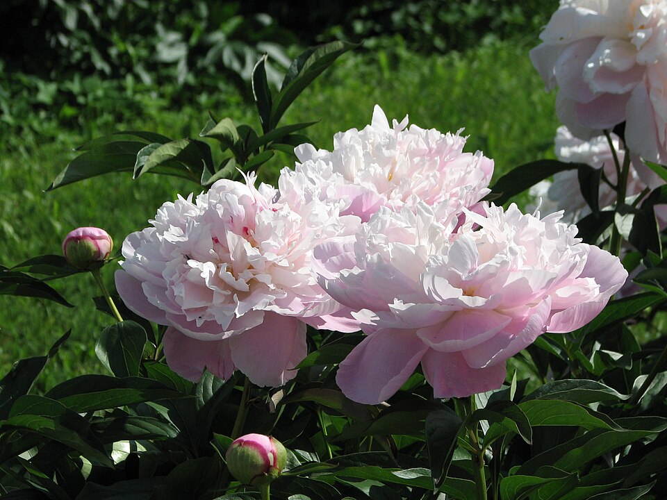 Paeonia 'Lady Alexandra Duff' (Lady Alexandra Duff Peony) (alternate view 5)