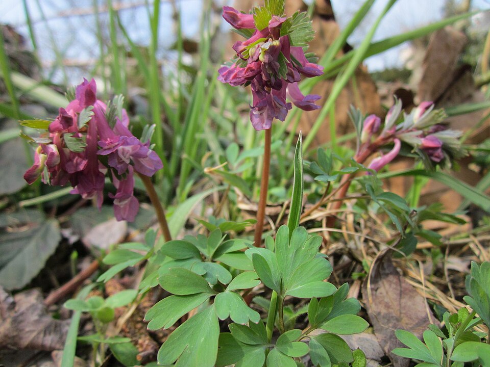 Corydalis solida (Bird-in-a-bush)