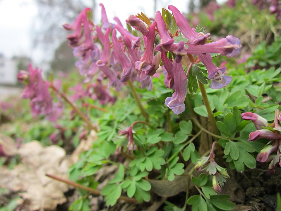 Corydalis solida (Bird-in-a-bush)