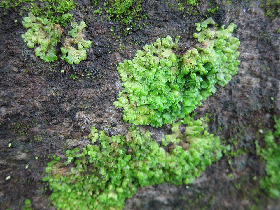 Riccia (Crystalworts) (alternate view 3)