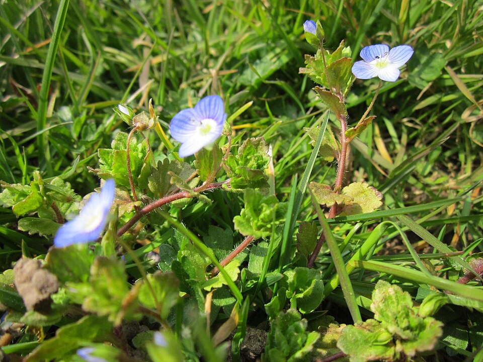 Veronica persica (bird's-eye speedwell)