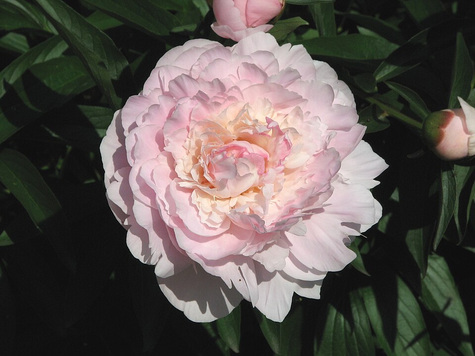 Paeonia 'Madame Calot' (Madame Calot Peony) (alternate view 3)