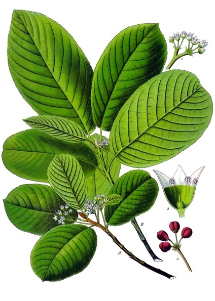 Frangula purshiana (cascara) (alternate view 6)