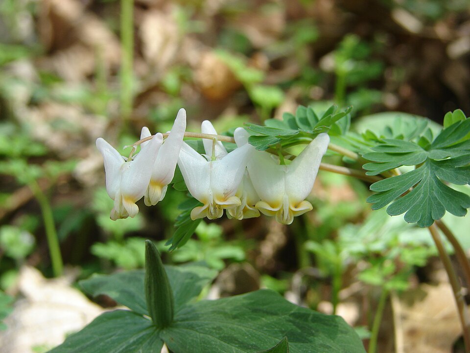 Dicentra cucullaria (Dutchman's breeches)