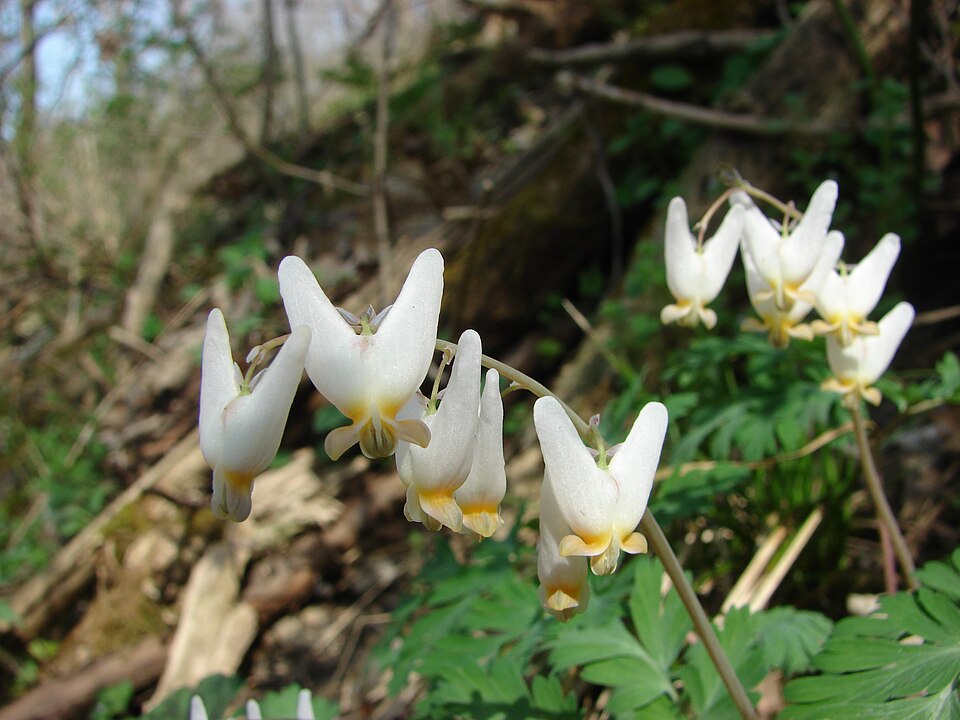 Dicentra cucullaria (Dutchman's breeches)