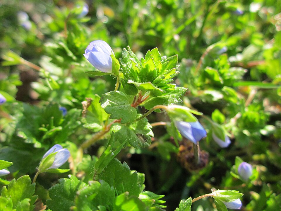 Veronica persica (bird's-eye speedwell)
