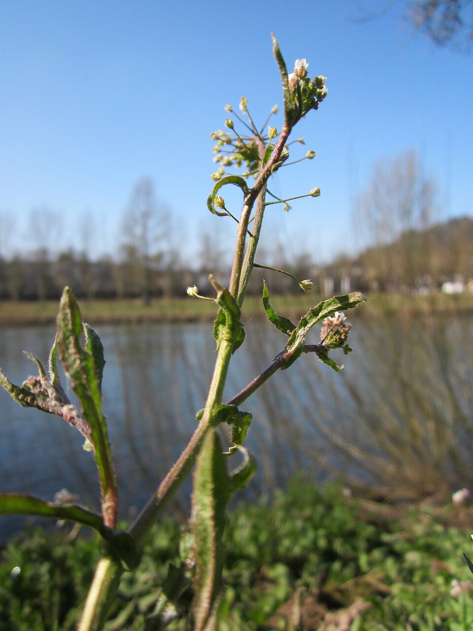 Capsella bursa-pastoris (shepherd's purse) (alternate view 9)