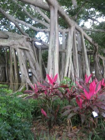 Cordyline fruticosa (Ti Plant) (alternate view 9)