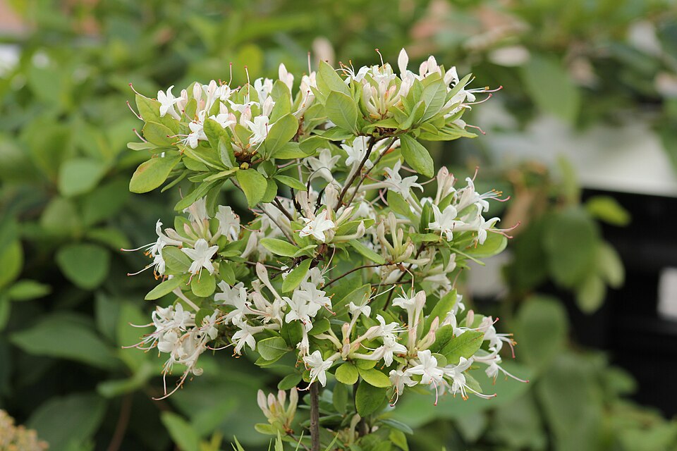 Rhododendron viscosum (swamp azalea) (alternate view 3)