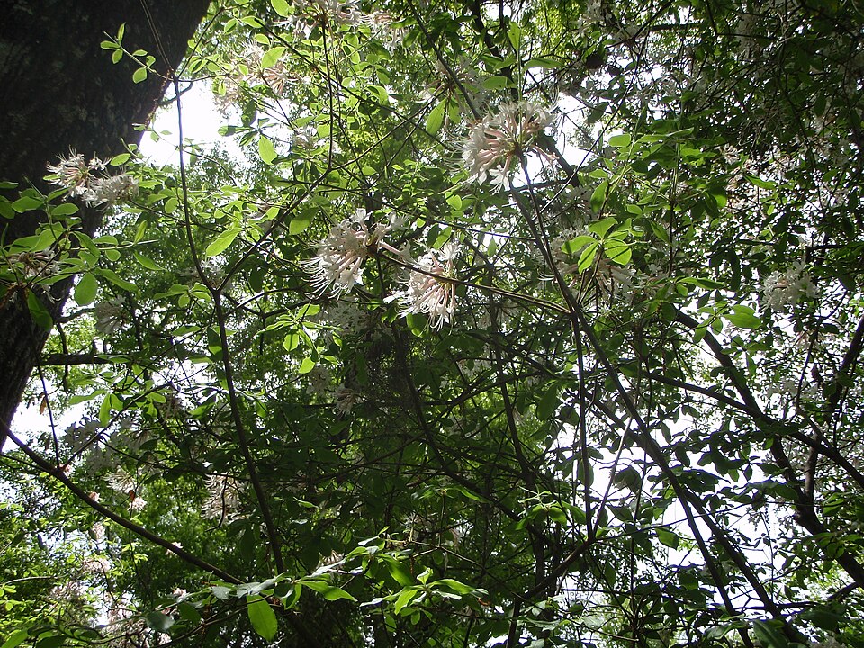 Rhododendron canescens (Mountain Azalea) (alternate view 7)