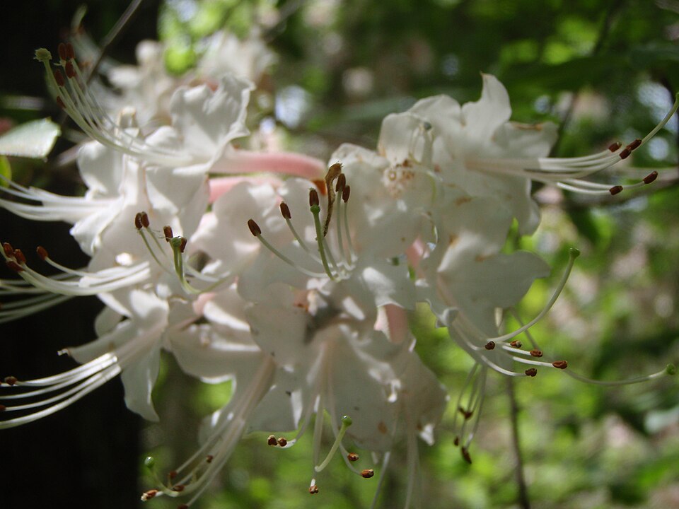 Rhododendron canescens (Mountain Azalea) (alternate view 8)