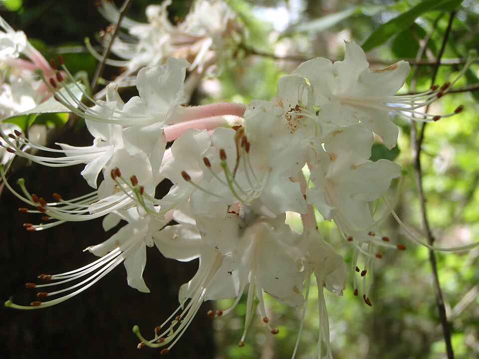 Rhododendron canescens (Mountain Azalea) (alternate view 9)