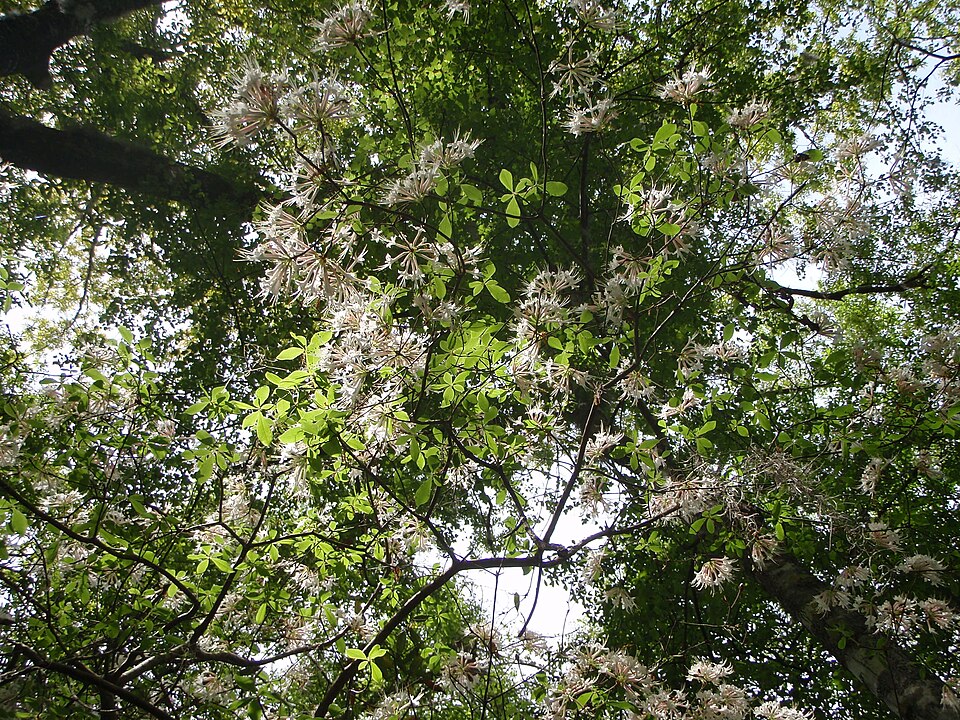 Rhododendron canescens (Mountain Azalea) (alternate view 10)