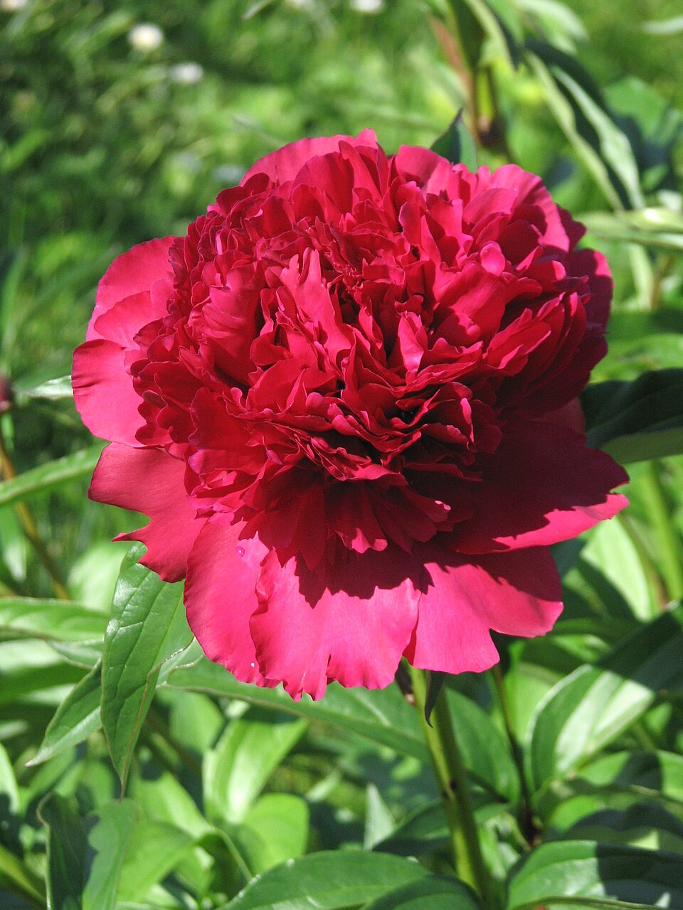 Paeonia 'Best Man' (Best Man Peony) (alternate view 4)