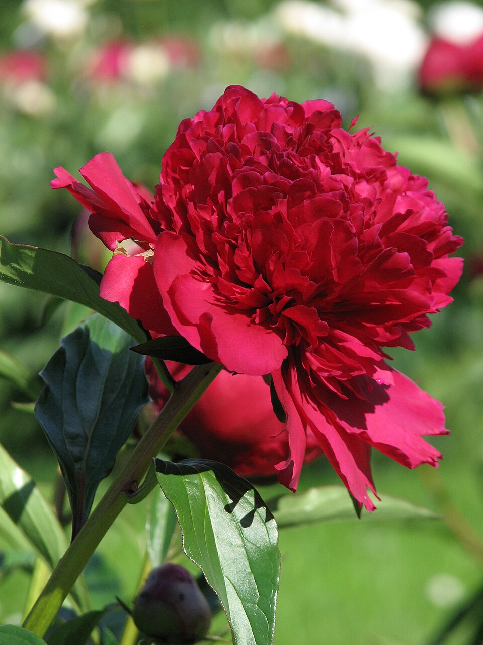 Paeonia 'Best Man' (Best Man Peony) (alternate view 5)