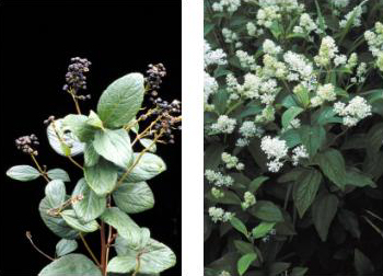 Ceanothus americanus (New Jersey tea) (alternate view 8)