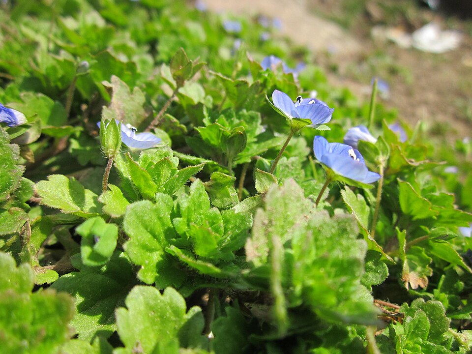 Veronica persica (bird's-eye speedwell)