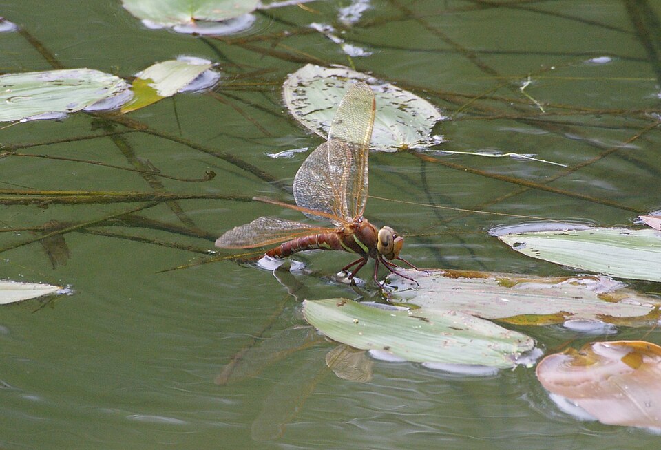 Potamogeton natans (floating-leaved pondweed)