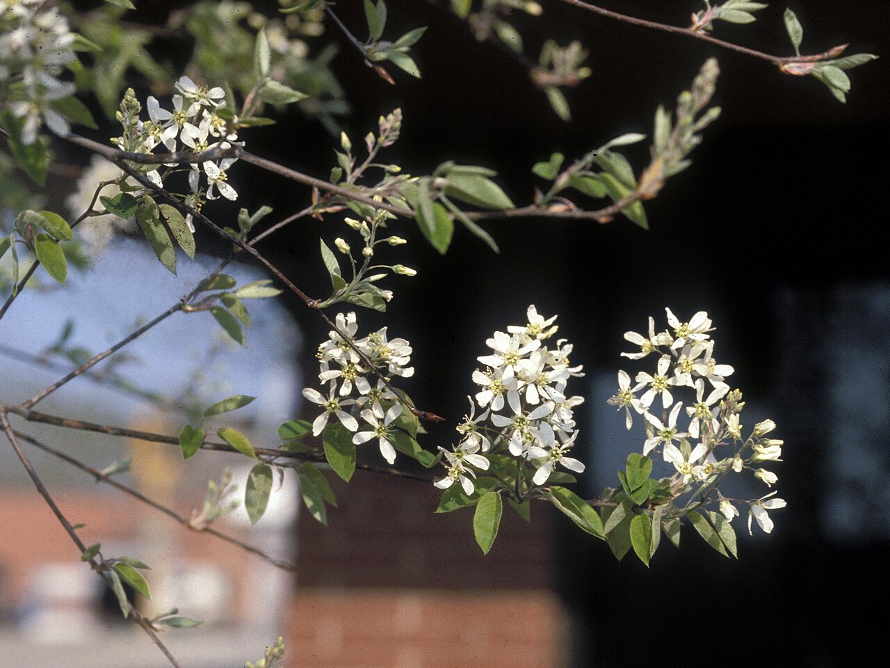 Amelanchier canadensis, Shadblow serviceberry — upright deciduous (Rosaceae) (image 4 of 10)