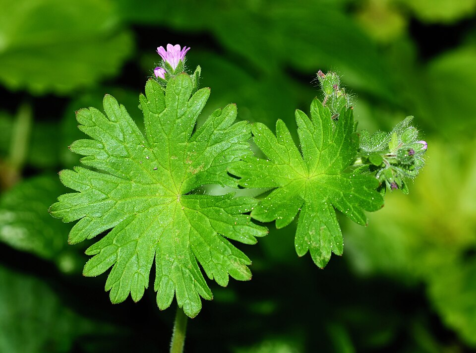 Geranium rotundifolium (Roundleaf geranium)