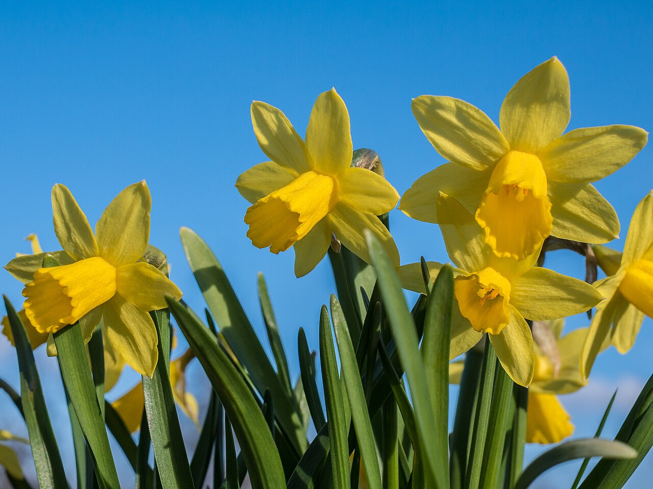 Narcissus (daffodil)