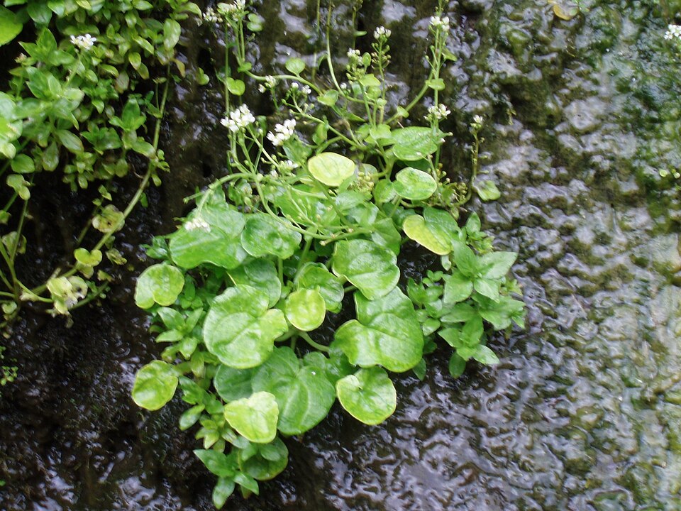 Cochlearia officinalis (Scurvy grass)