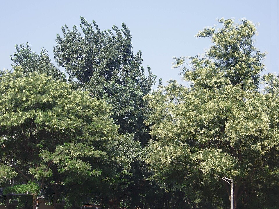 Styphnolobium japonicum (Japanese pagoda tree)
