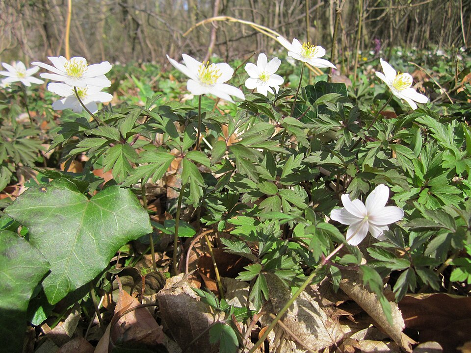 Anemone nemorosa (wood anemone) (alternate view 5)