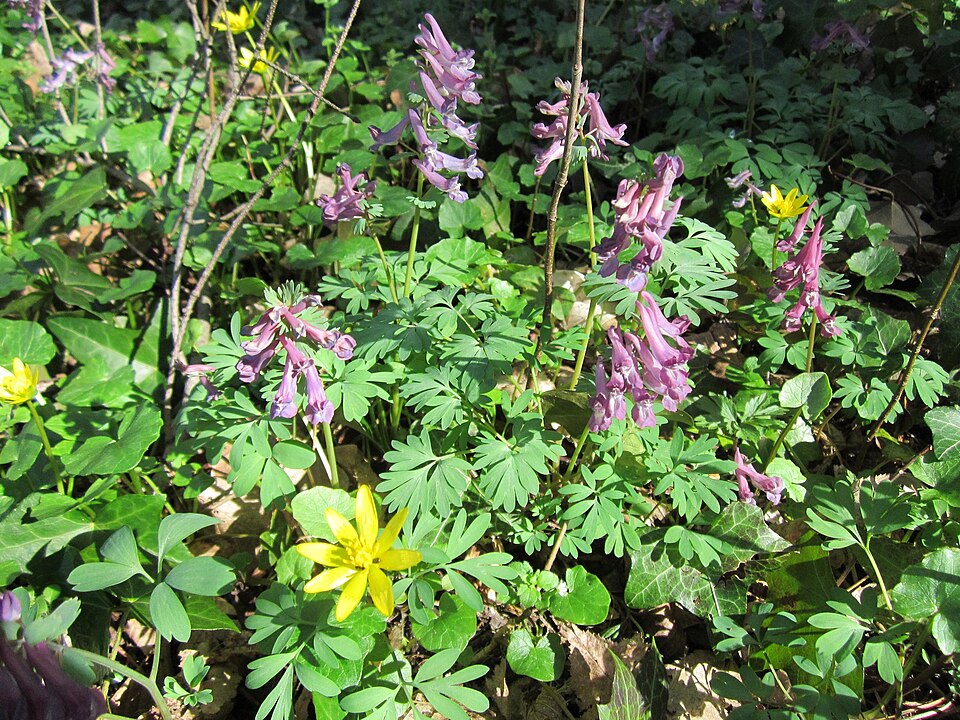 Corydalis solida (Bird-in-a-bush)
