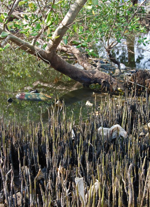Avicennia marina (Grey Mangrove)