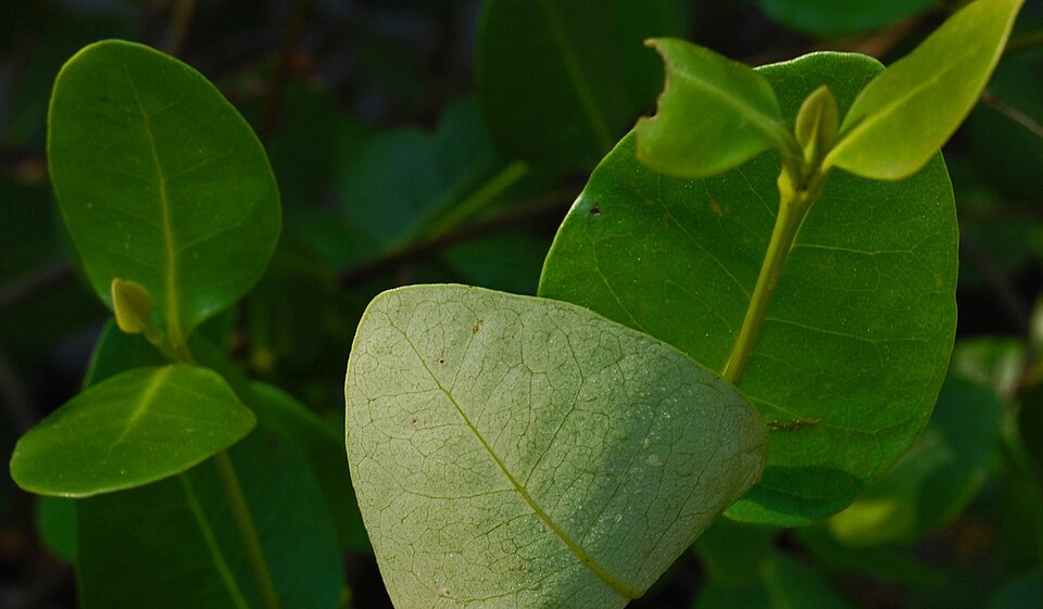 Avicennia marina (Grey Mangrove) (alternate view 2)